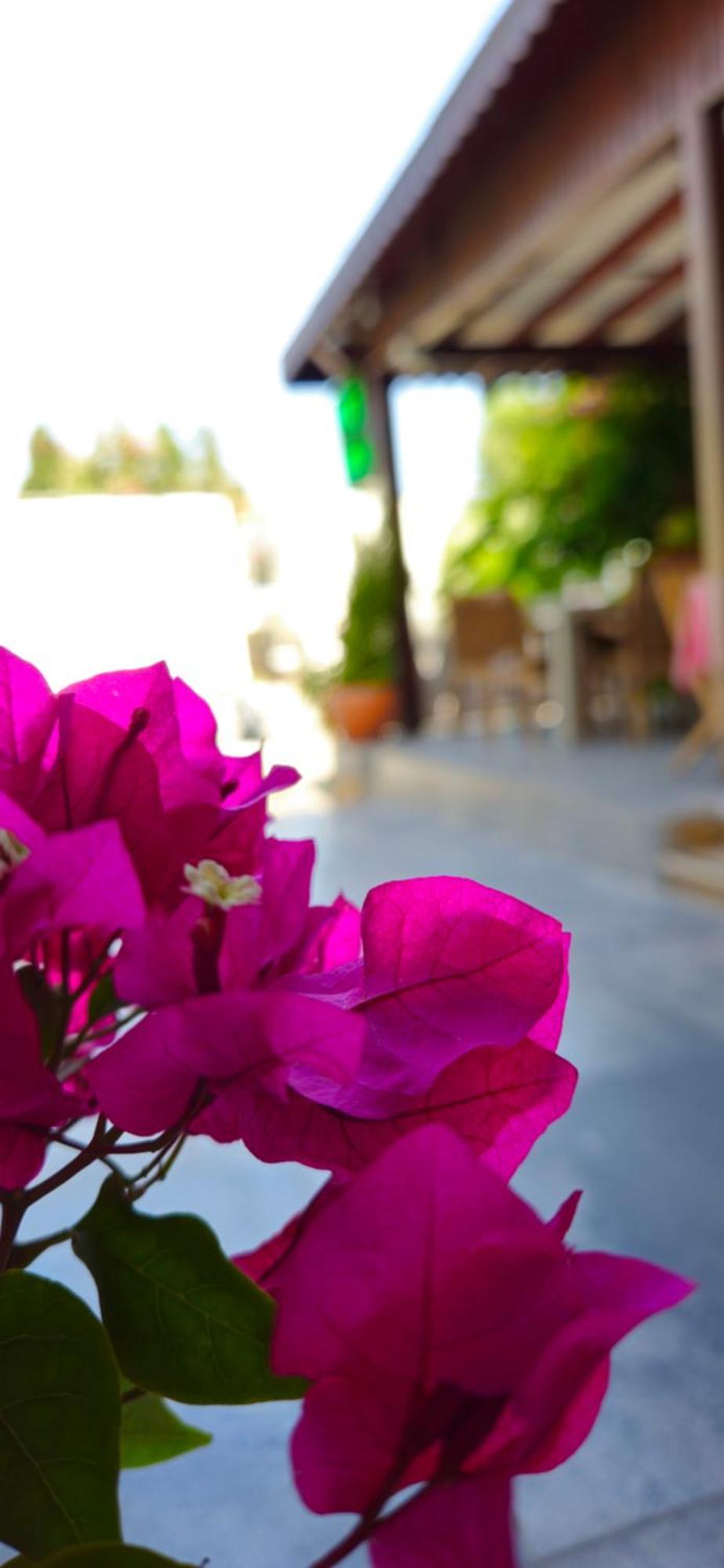 Merkez Kumsal Pansiyon Bodrum Luaran gambar